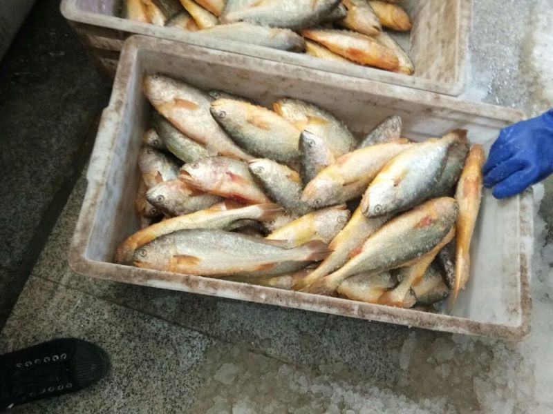 大黄鱼食用