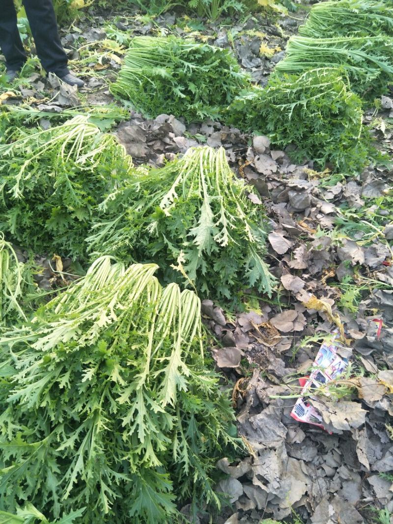 雪里红鲜货40/60公分市场货！腌制货产地直供