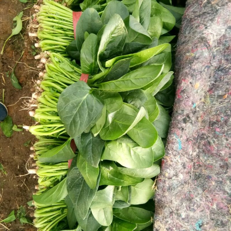 菠菜产地直发，质优价廉货源充足量大从优欢迎采购