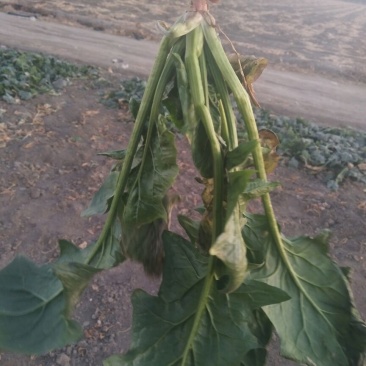 大叶菠菜20~25厘米