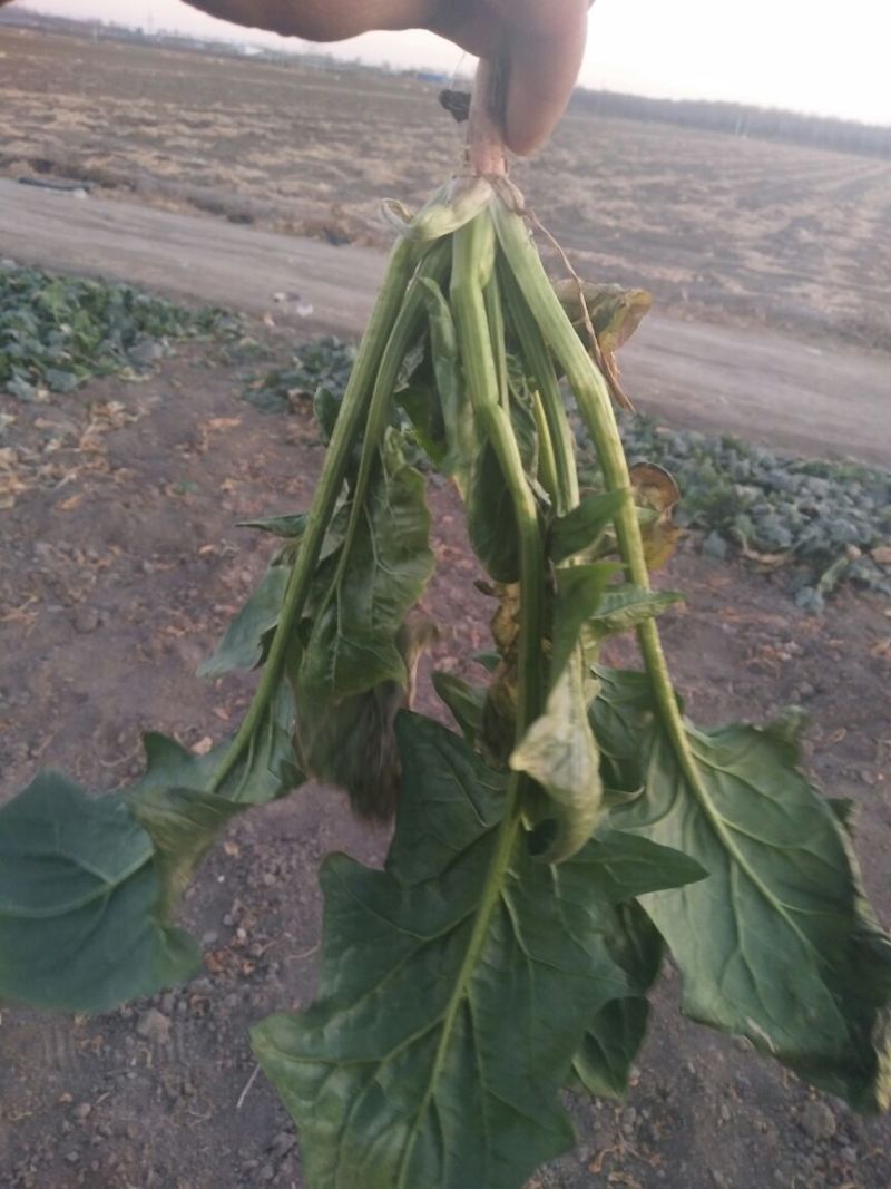 大叶菠菜20~25厘米