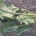 大叶菠菜20~25厘米