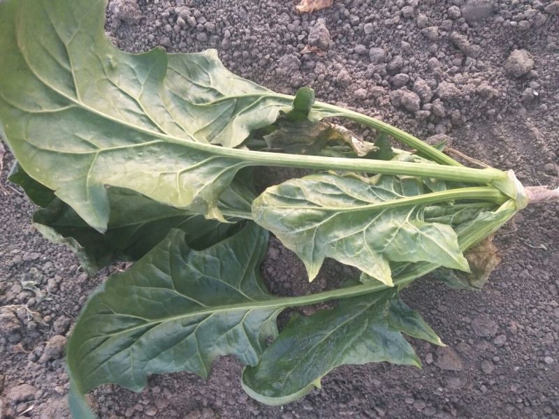 大叶菠菜20~25厘米