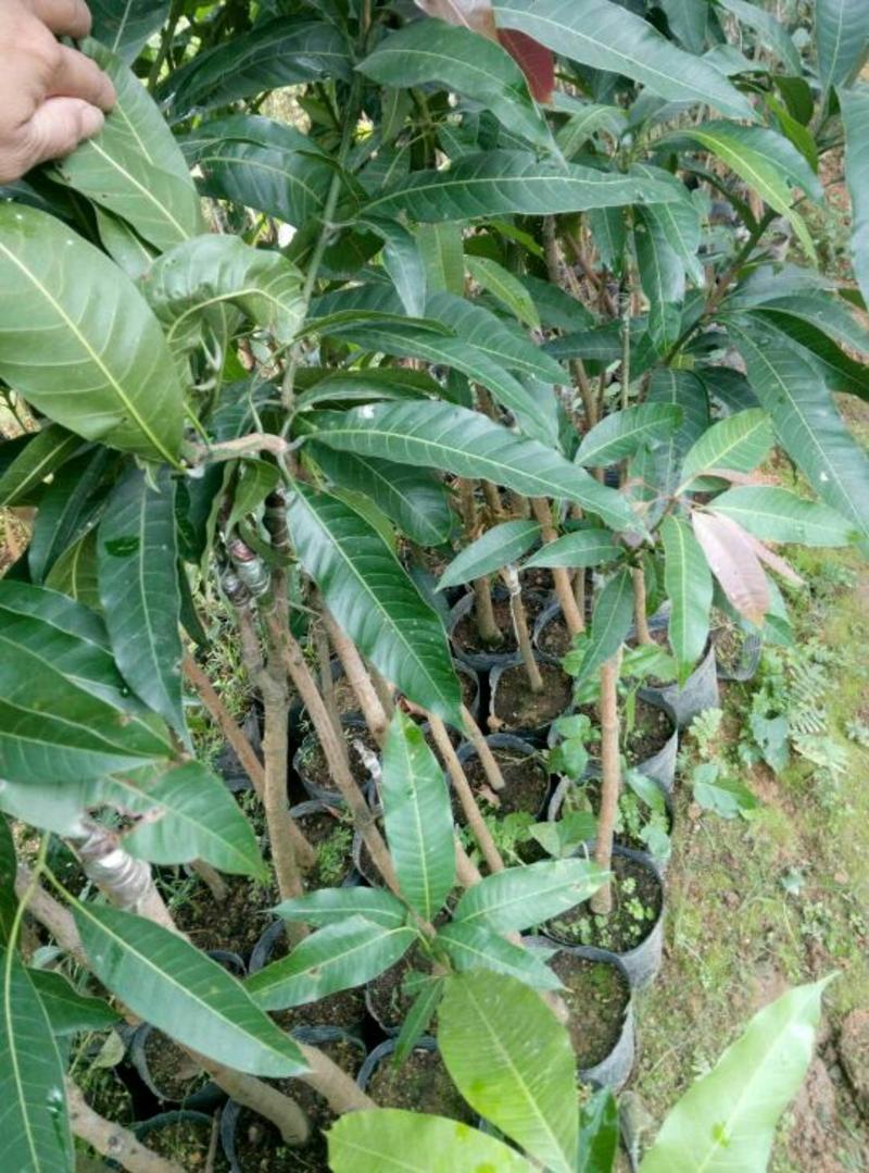 芒果苗40-80cmcm
