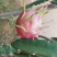 火龙果苗50~80cm种苗