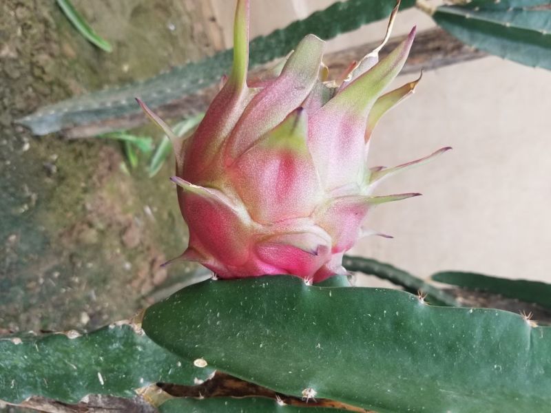 火龙果苗50~80cm种苗