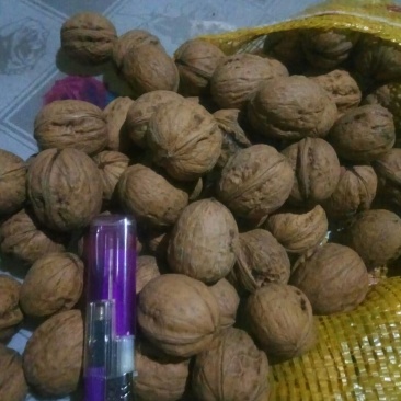 纸皮核桃30mm以上去皮干