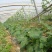 西葫芦诚信经营量大从优口感好色泽鲜亮代发全国