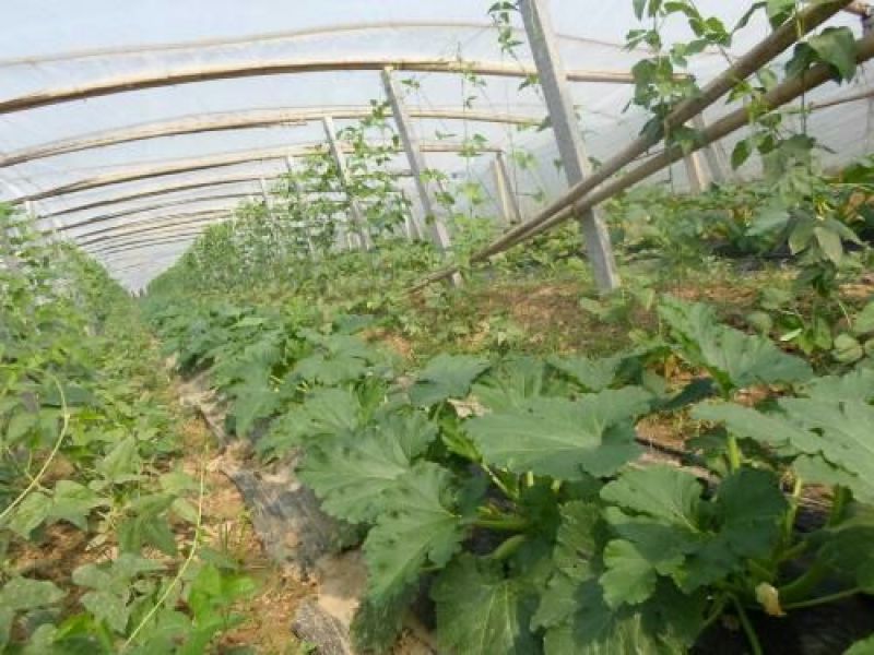 西葫芦诚信经营量大从优口感好色泽鲜亮代发全国