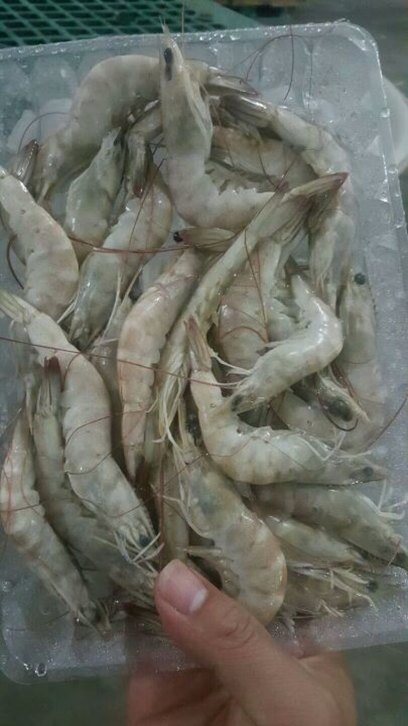 南美白对虾食用冻虾
