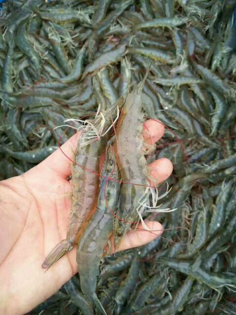 南美白对虾食用冻虾