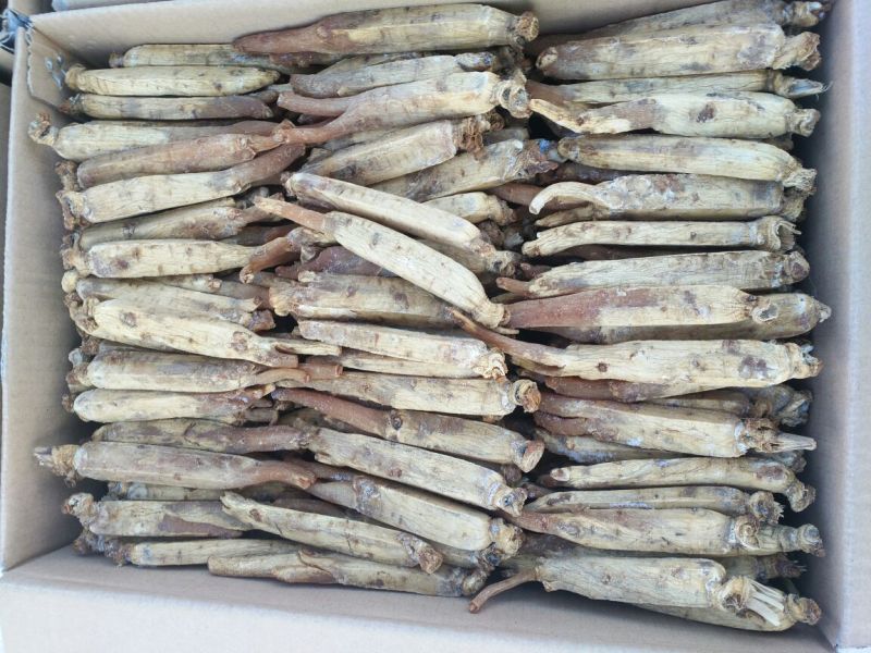 高丽参