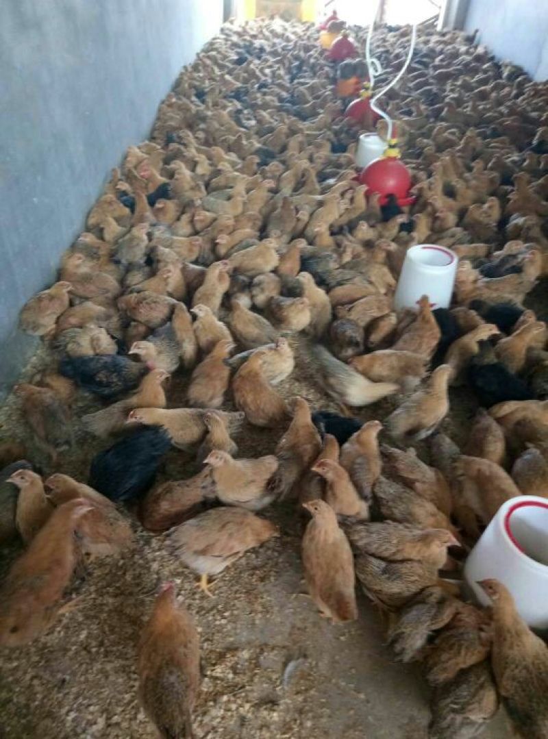 灵山土鸡苗脱温苗500克以上通货