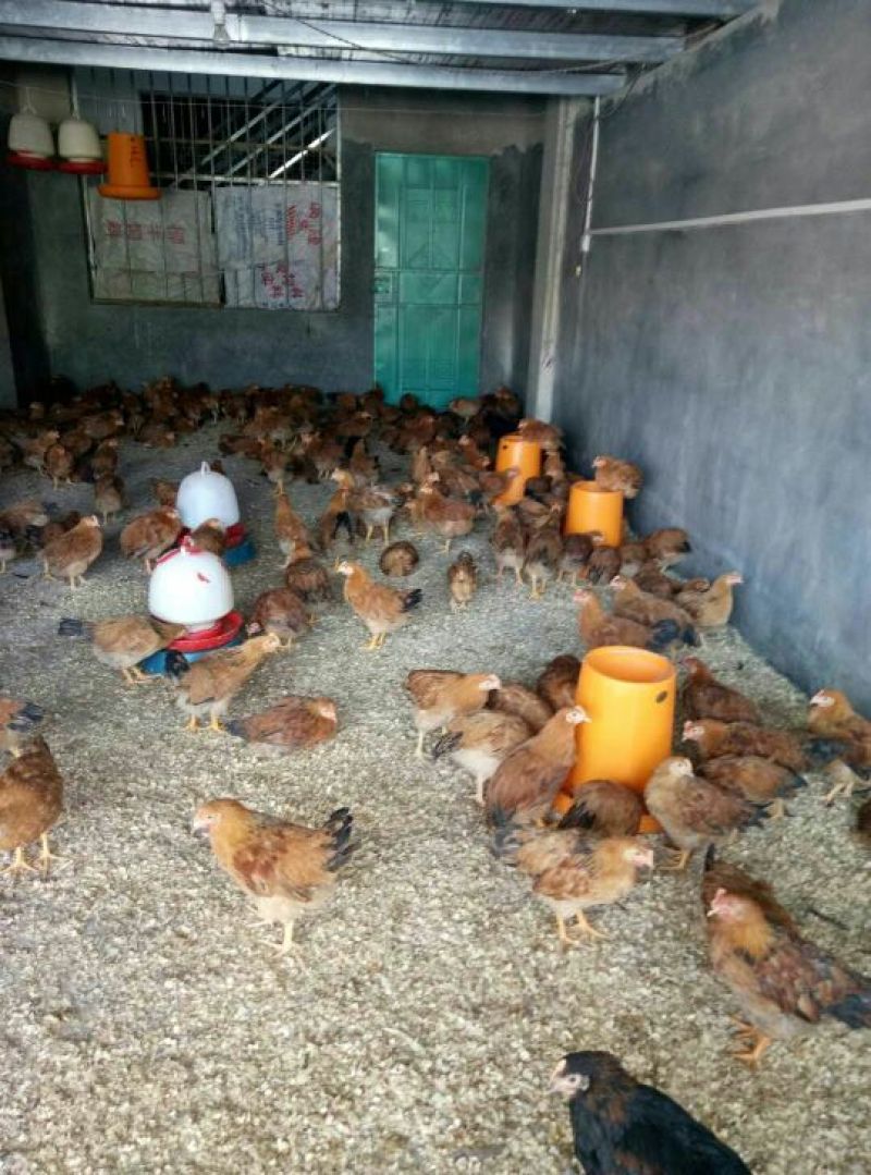 灵山土鸡苗脱温苗500克以上通货