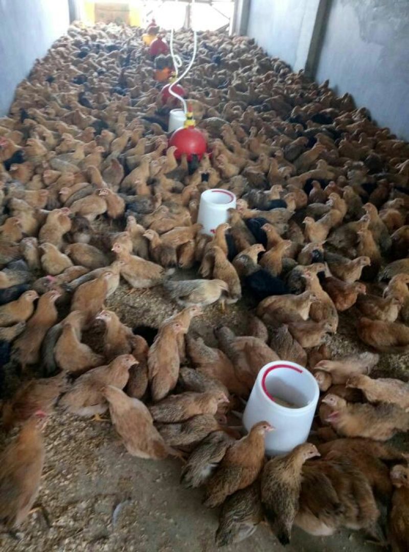 灵山土鸡苗脱温苗500克以上通货