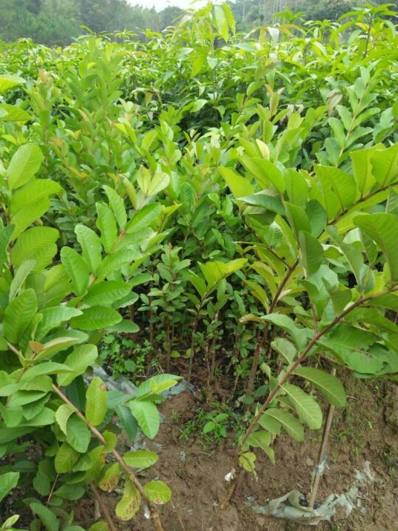 番石榴苗50~80cm