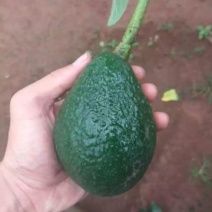 牛油果苗鳄梨嫁接