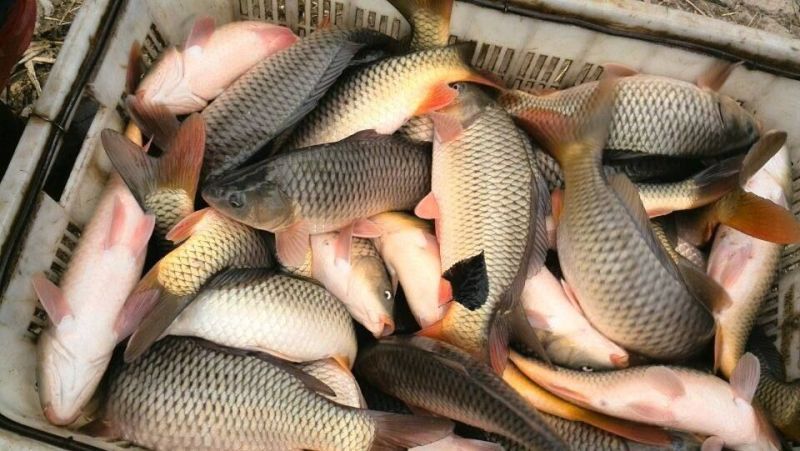 河鲤鱼食用0.5~1公斤