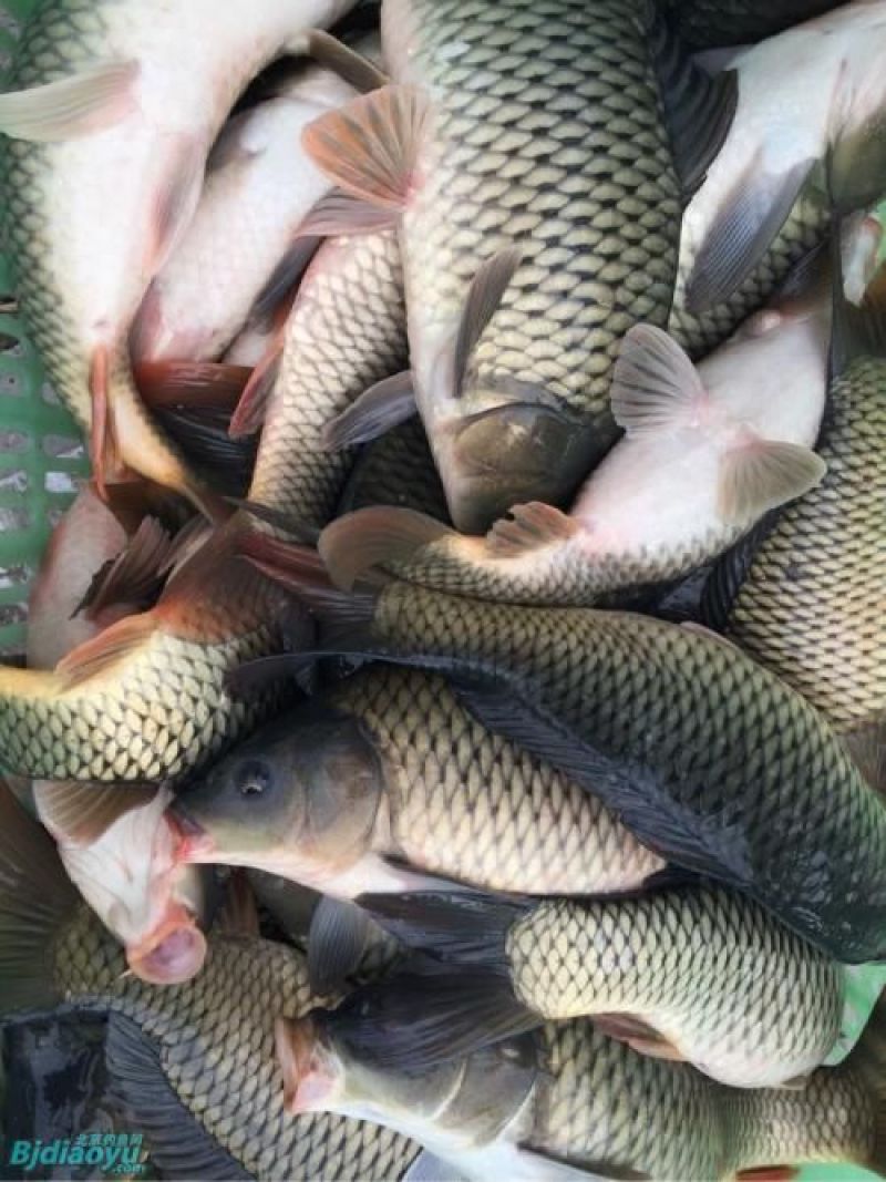 河鲤鱼食用0.5~1公斤