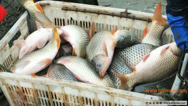 河鲤鱼食用0.5~1公斤