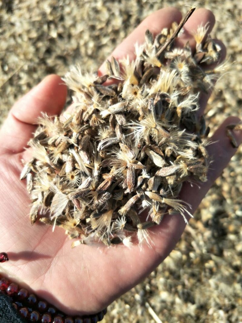 推荐河北安国改良白术种子，纯新安国包回收出芽高欢迎联