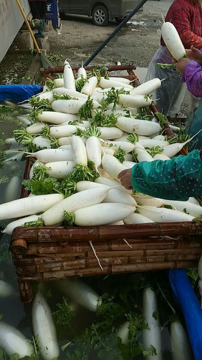 花叶板叶白萝卜纯白无抽苔无筋大型清洗设备打冷基地直供