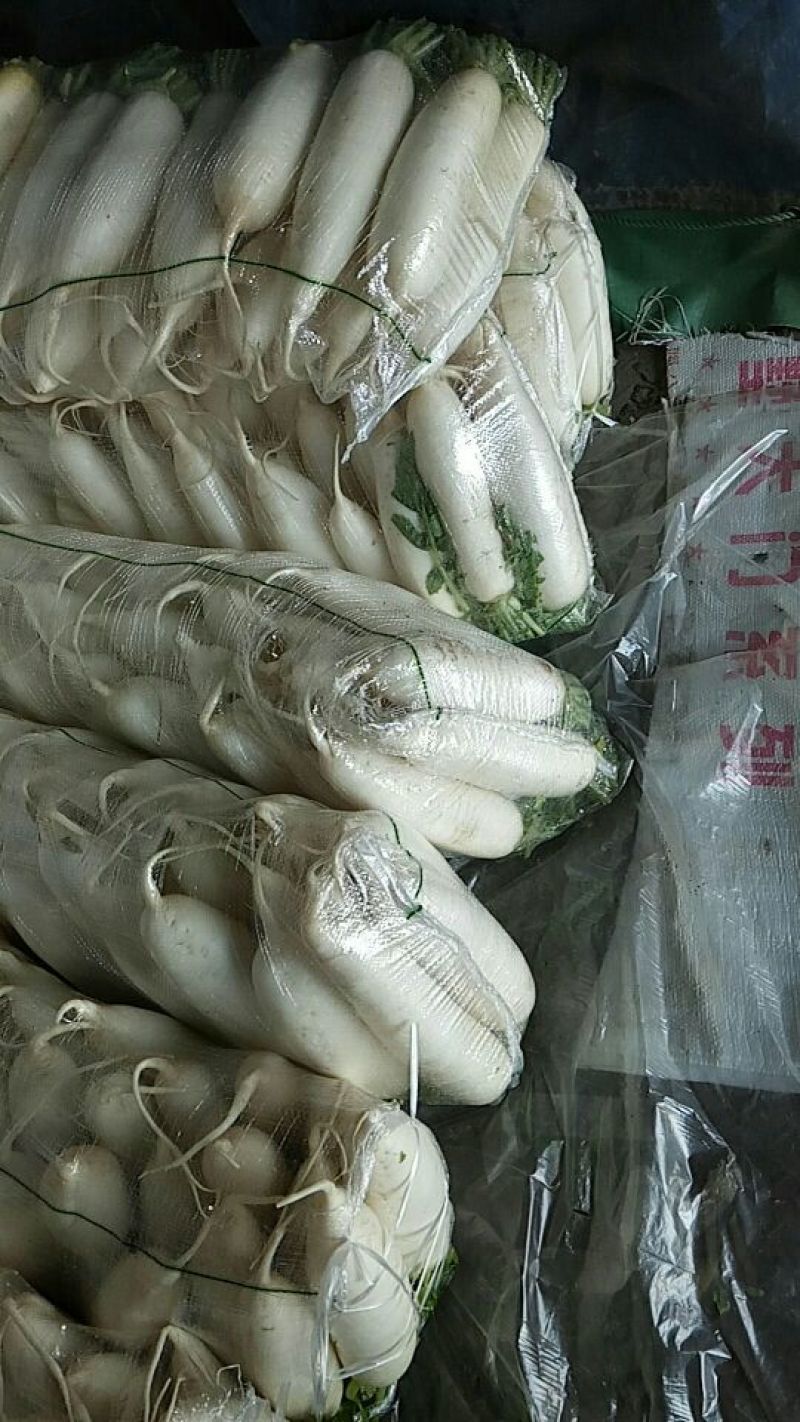 花叶板叶白萝卜纯白无抽苔无筋大型清洗设备打冷基地直供