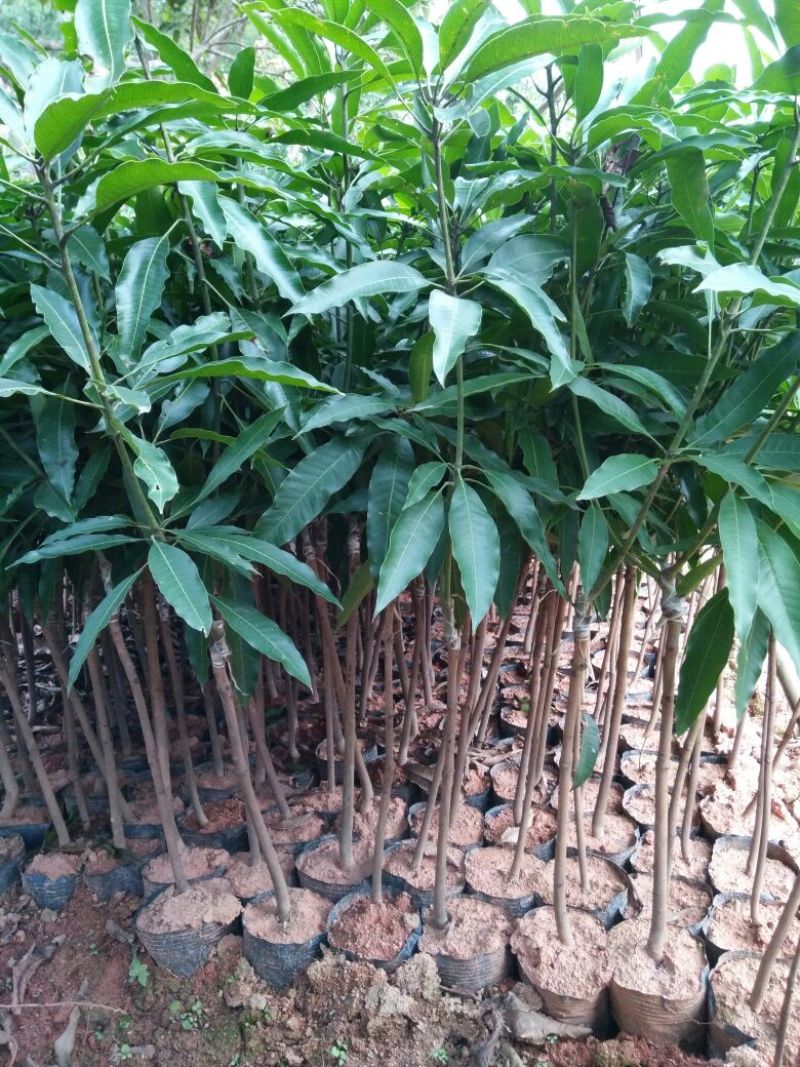 芒果苗1m以下
