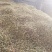 杭白菊散装