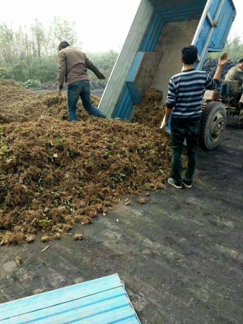 白术种苗10~20cm，一年收好管理，提供技术管理回收