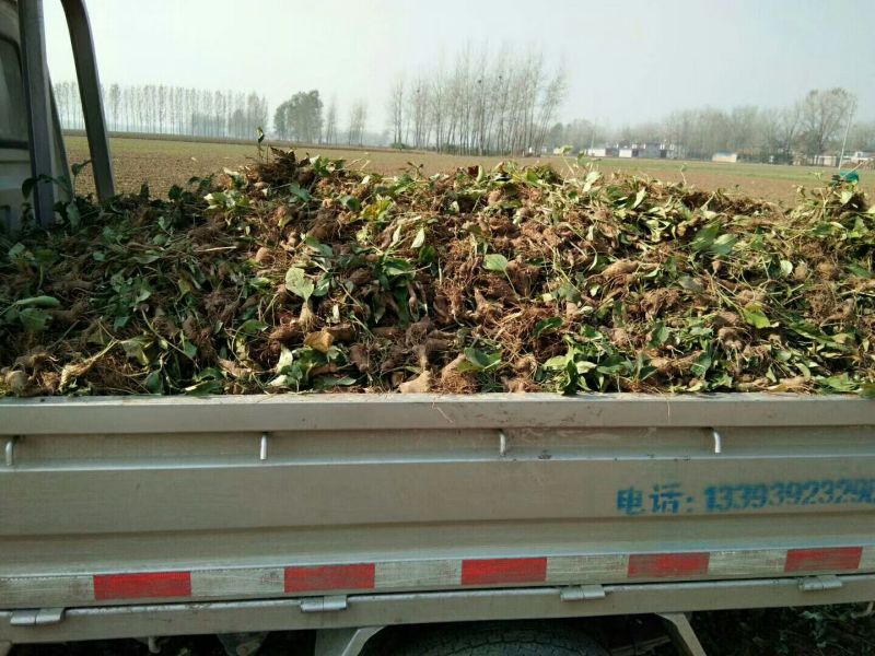 白术种苗10~20cm，一年收好管理，提供技术管理回收