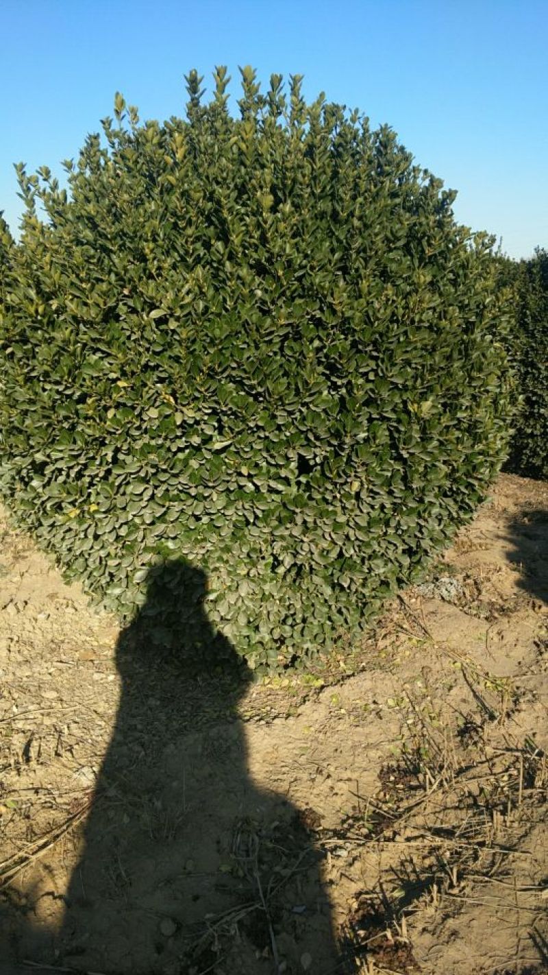 大叶黄杨18~20cm6~8cm0.5~1米