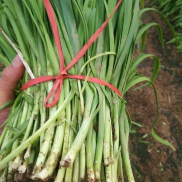 韭菜头茬