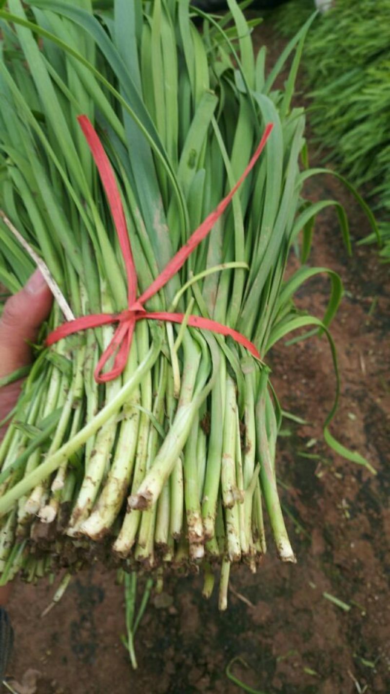 韭菜头茬