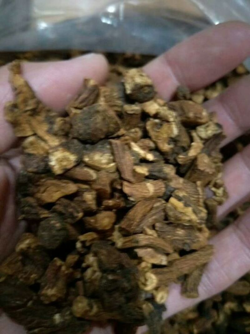 蒲公英根