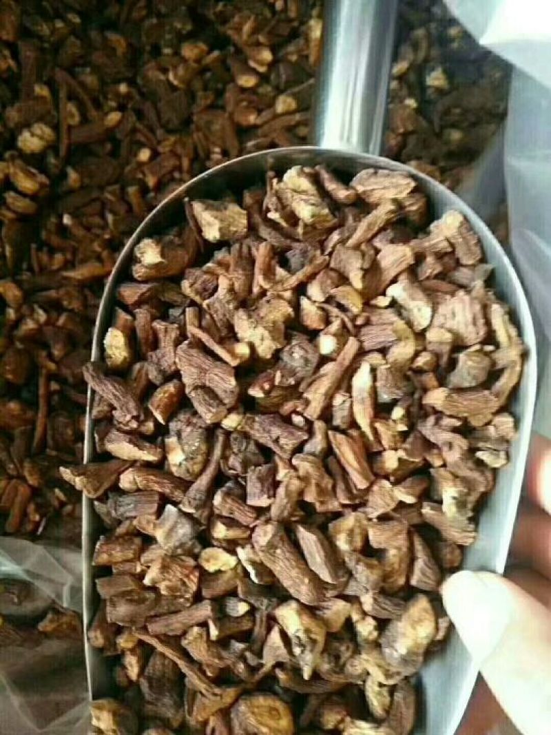 蒲公英根