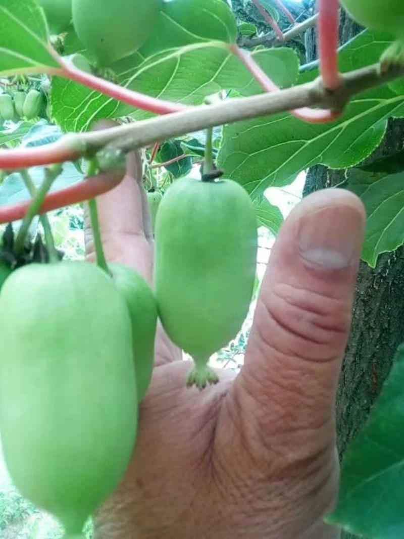 软枣猕猴桃小苗0.4~0.6cm30~35cm嫁接苗