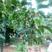 软枣猕猴桃小苗0.4~0.6cm30~35cm嫁接苗