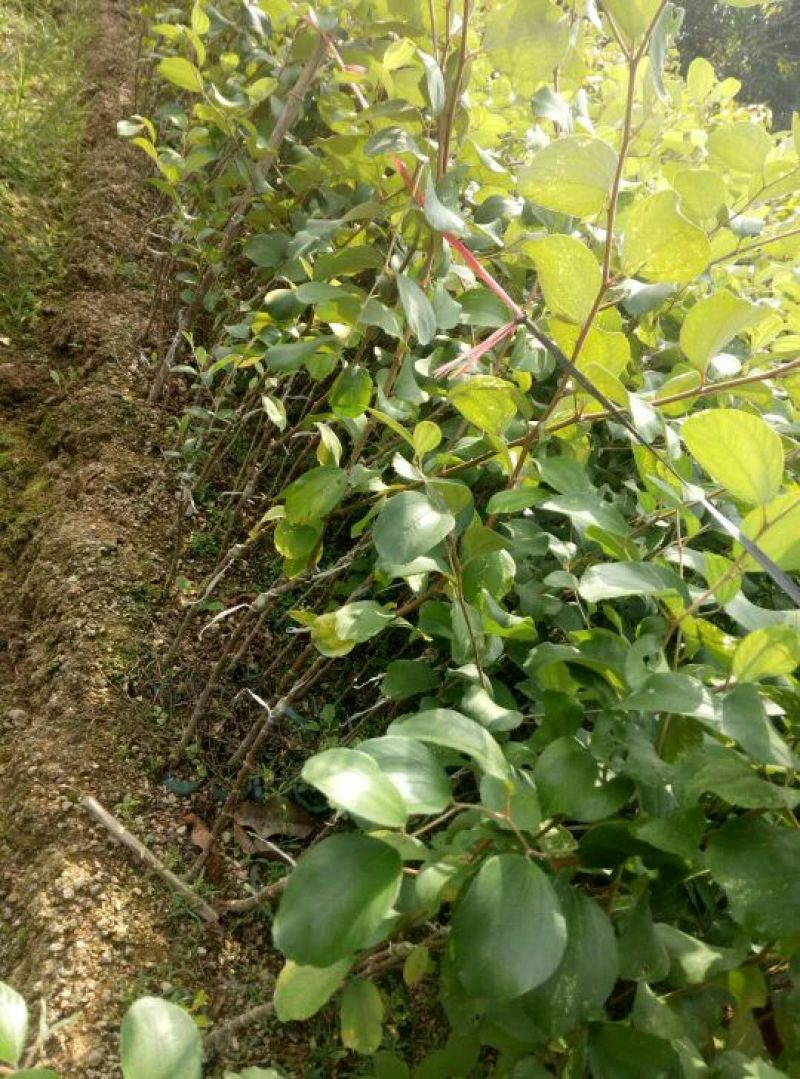 蜜枣苗30~50cm