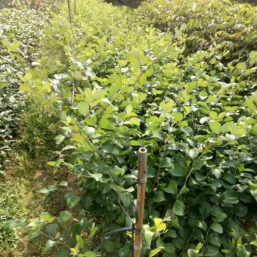 蜜枣苗30~50cm
