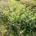 蜜枣苗30~50cm