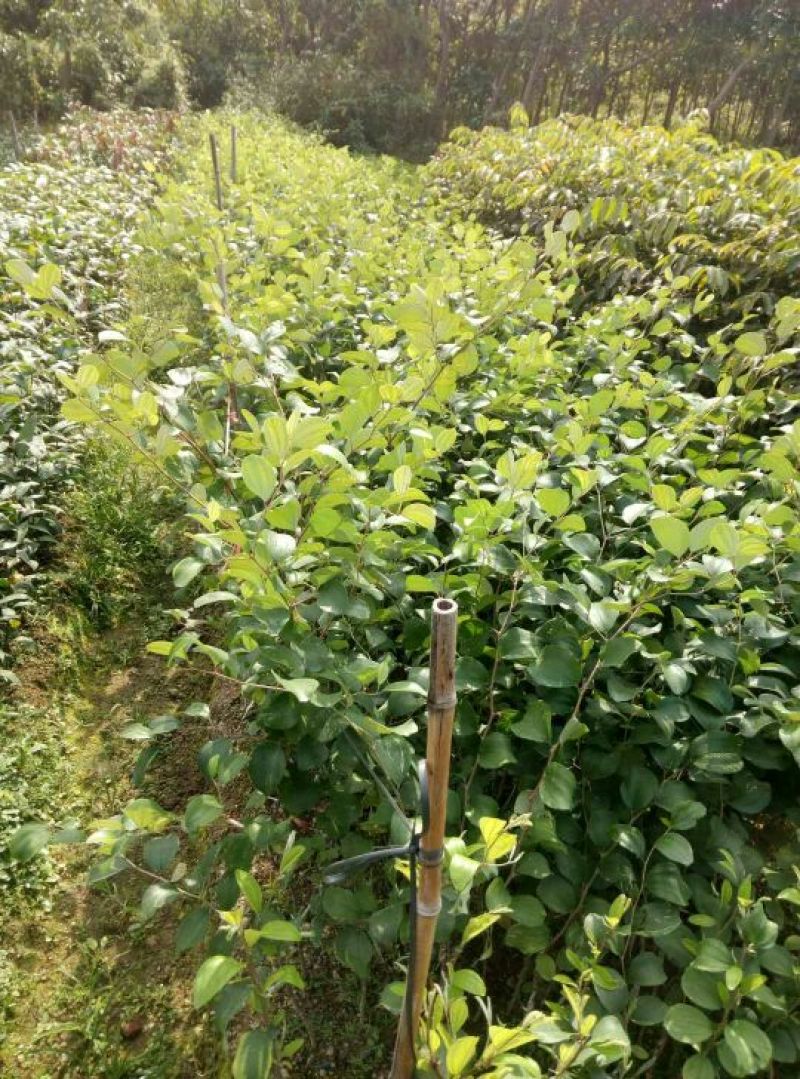 蜜枣苗30~50cm