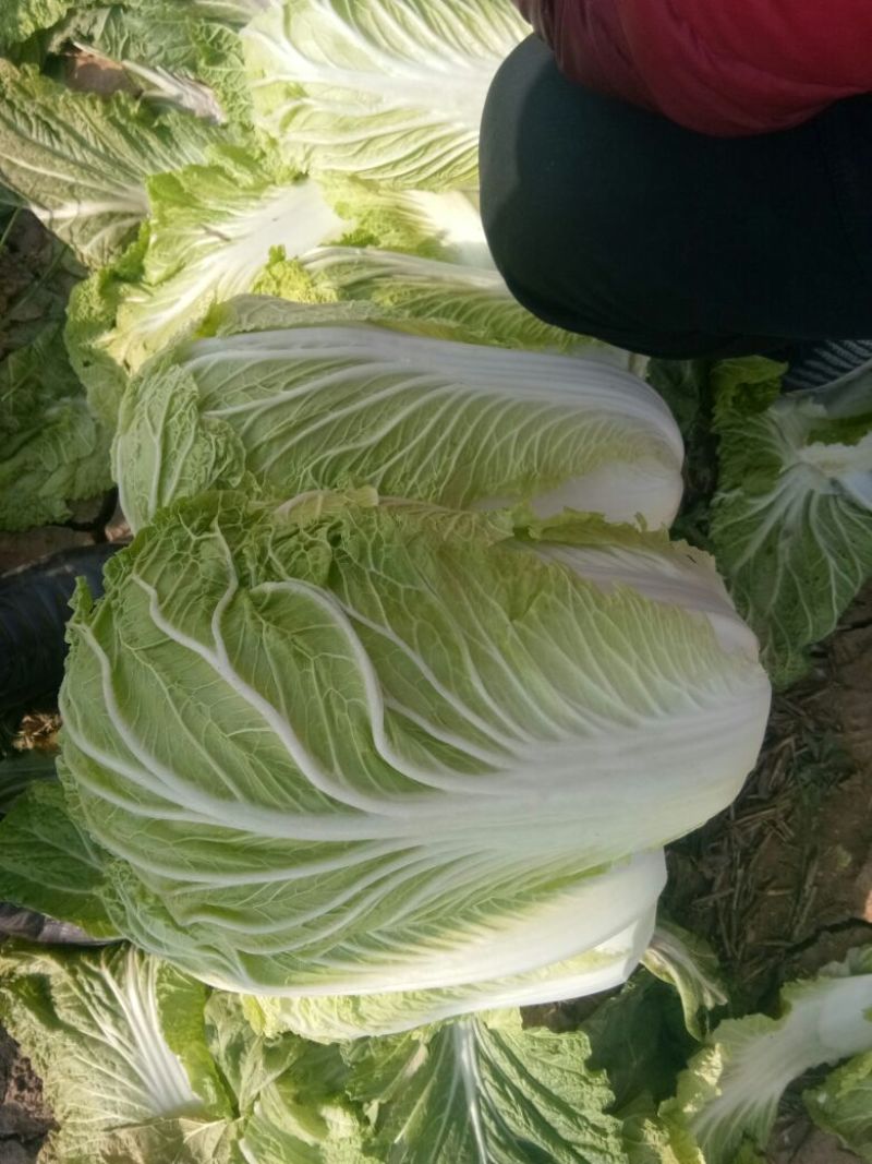 青杂三号白菜只做一级品质，透明袋，4-6斤，基地直供，
