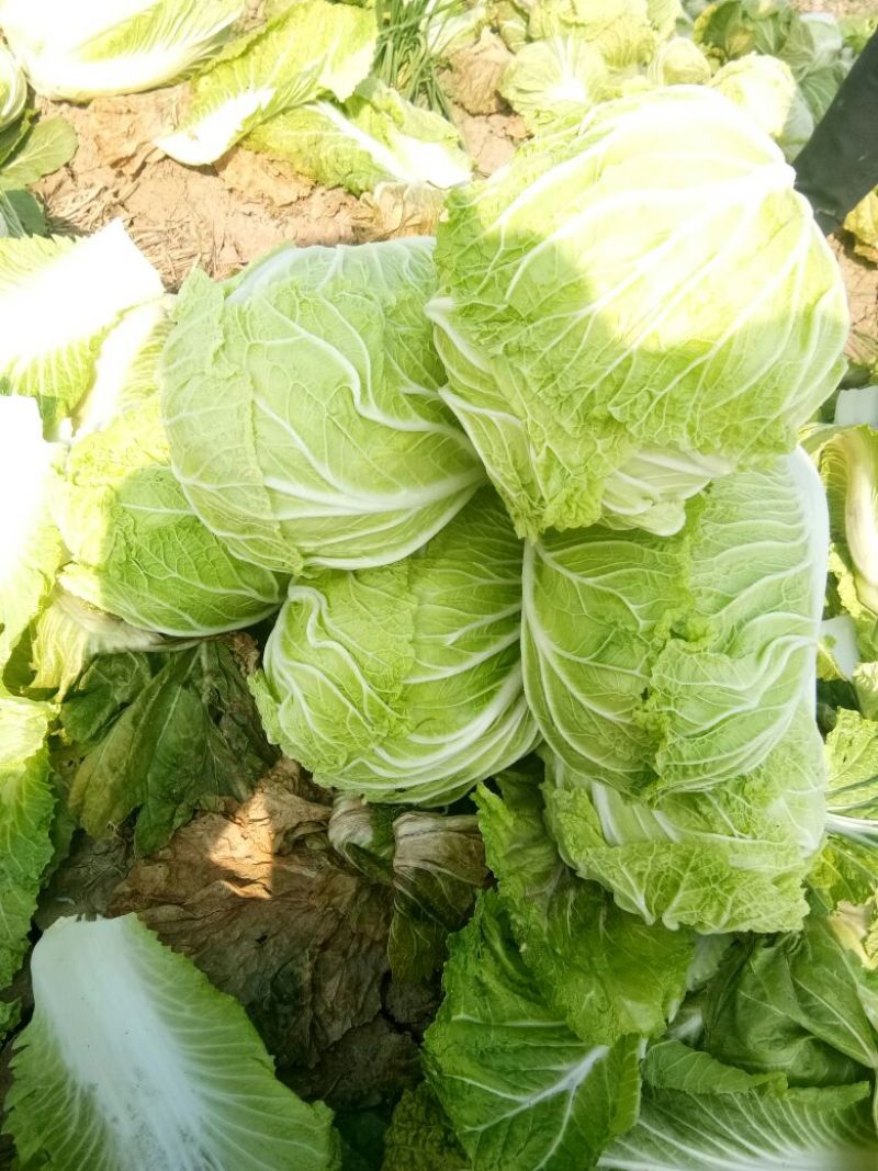 陕西，义和秋大白菜只做最好，4-6斤，精品包装大量货源