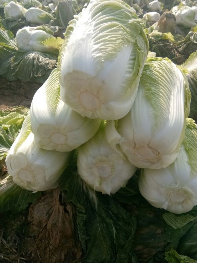 陕西，义和秋大白菜只做最好，4-6斤，精品包装大量货源