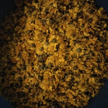 野菊花散装