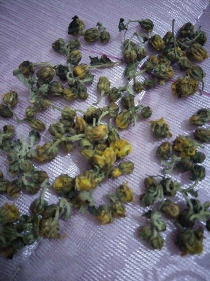 野菊花散装