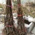 文玩核桃苗50~100cm1~2年结果铁核桃