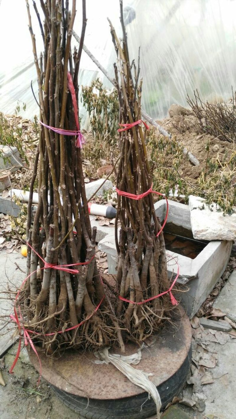 文玩核桃苗50~100cm1~2年结果铁核桃