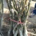 文玩核桃苗50~100cm1~2年结果铁核桃